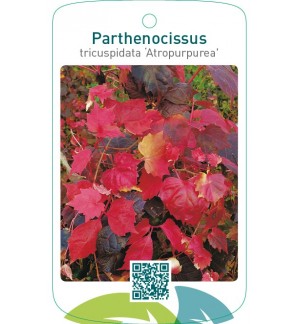 Parthenocissus tricuspidata ‘Atropurpurea’