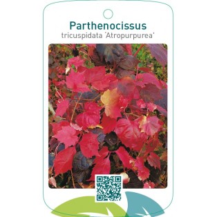 Parthenocissus tricuspidata ‘Atropurpurea’