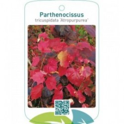 Parthenocissus tricuspidata ‘Atropurpurea’