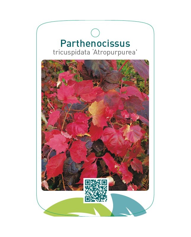 Parthenocissus tricuspidata ‘Atropurpurea’