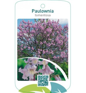 Paulownia tomentosa