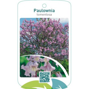 Paulownia tomentosa