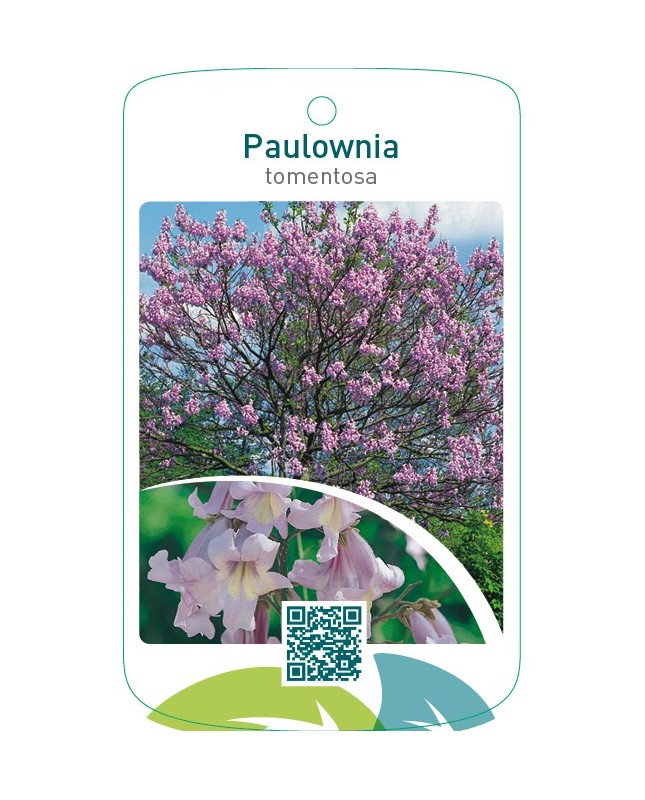 Paulownia tomentosa