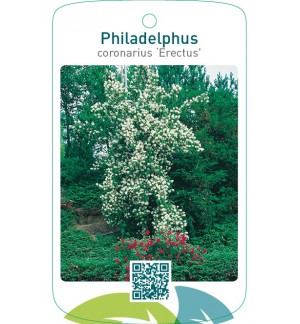 Philadelphus coronarius ‘Erectus’