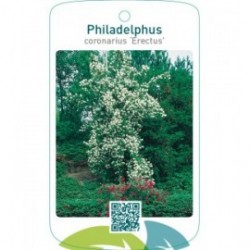 Philadelphus coronarius ‘Erectus’
