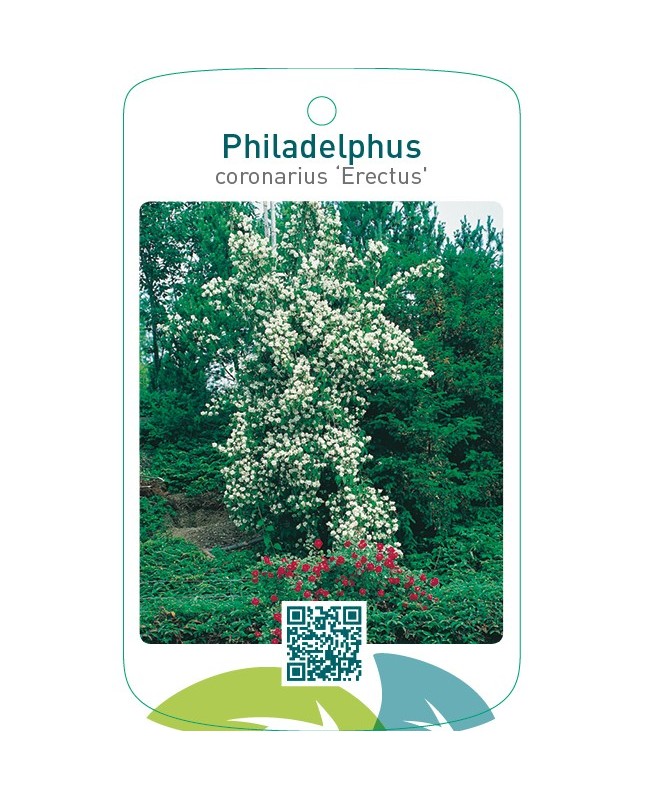 Philadelphus coronarius ‘Erectus’