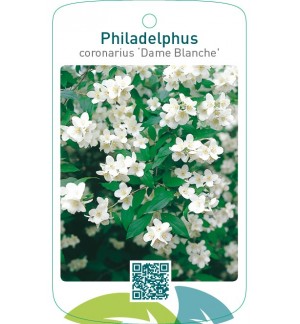 Philadelphus coronarius ‘Dame Blanche’