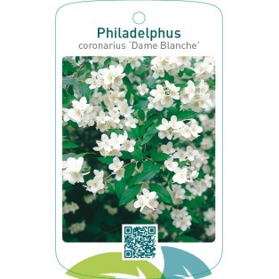 Philadelphus coronarius ‘Dame Blanche’