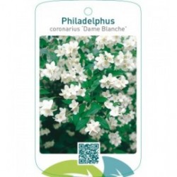 Philadelphus coronarius ‘Dame Blanche’