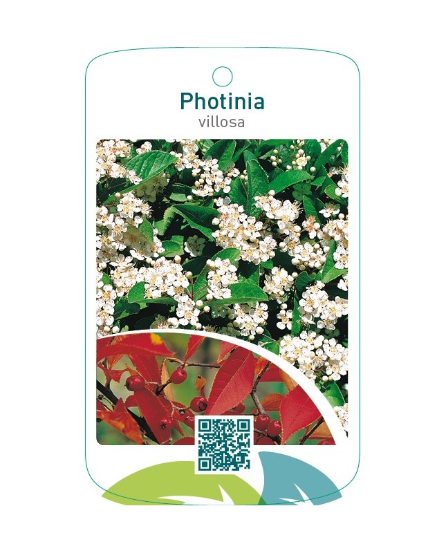 Photinia villosa