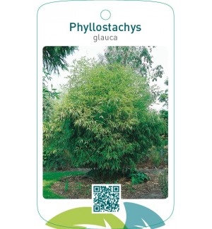 Phyllostachys glauca