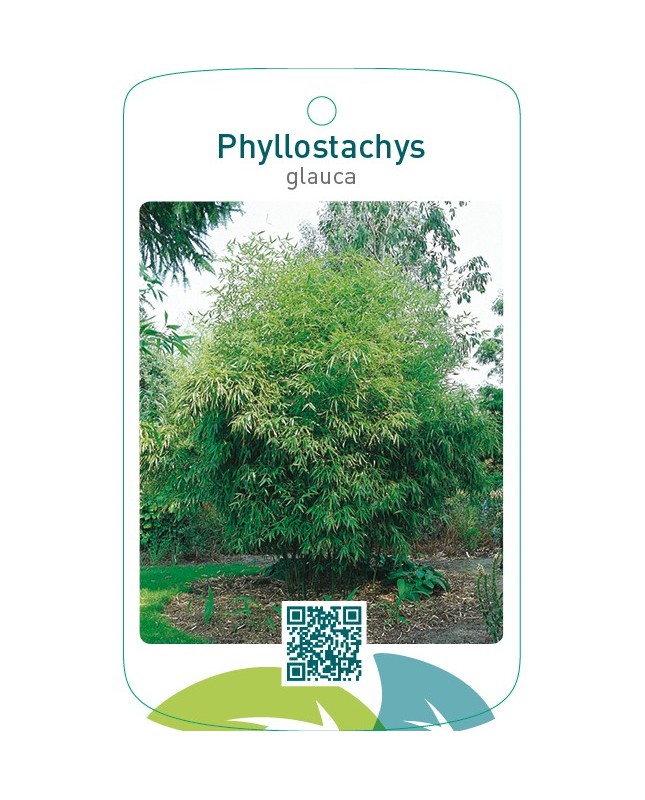 Phyllostachys glauca