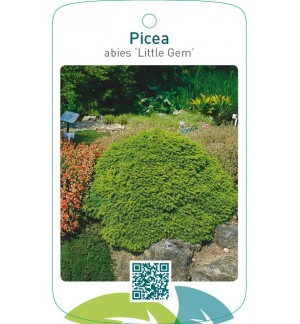 Picea abies ‘Little Gem’