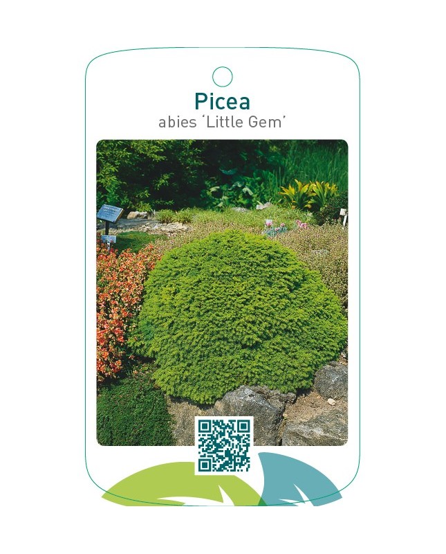 Picea abies ‘Little Gem’