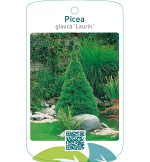 Picea glauca ‘Laurin’