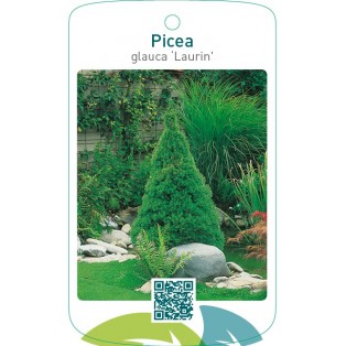 Picea glauca ‘Laurin’