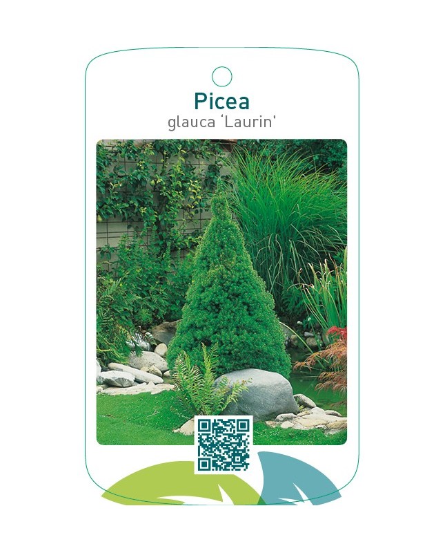 Picea glauca ‘Laurin’