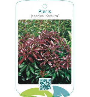 Beschermd Pieris japonica ‘Katsura’ ®