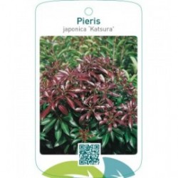 Beschermd Pieris japonica ‘Katsura’ ®