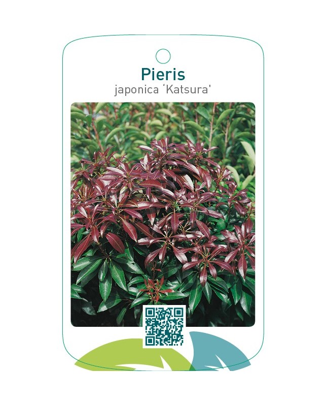 Beschermd Pieris japonica ‘Katsura’ ®