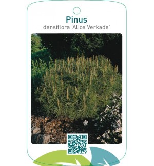 Pinus densiflora ‘Alice Verkade’