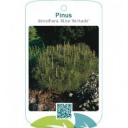Pinus densiflora ‘Alice Verkade’