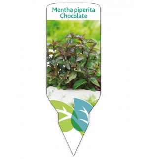 Menta chocolate