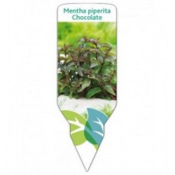 Menta chocolate