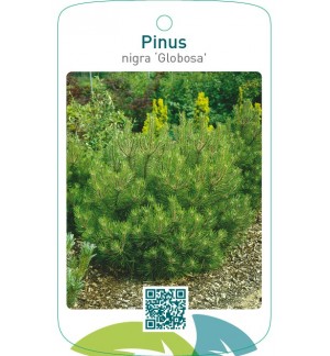 Pinus nigra ‘Globosa’