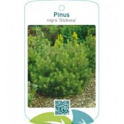 Pinus nigra ‘Globosa’