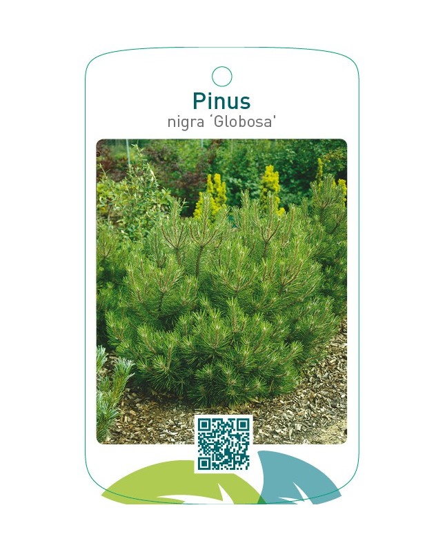 Pinus nigra ‘Globosa’