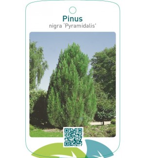 Pinus nigra ‘Pyramidalis’