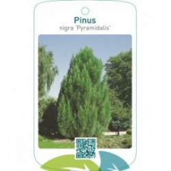 Pinus nigra ‘Pyramidalis’