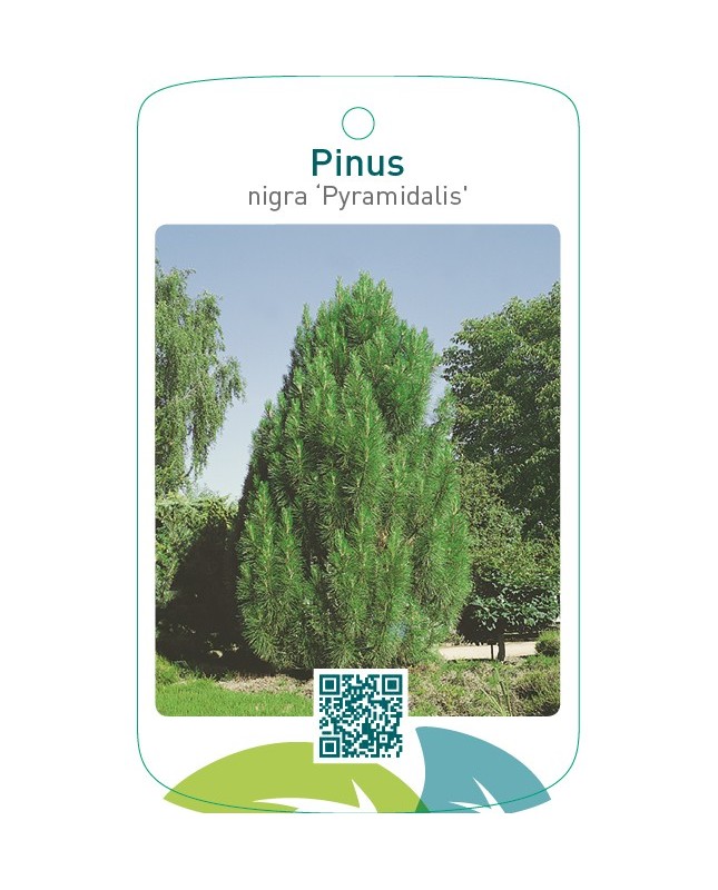 Pinus nigra ‘Pyramidalis’