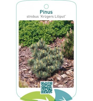 Pinus strobus ‘Krügers Liliput’