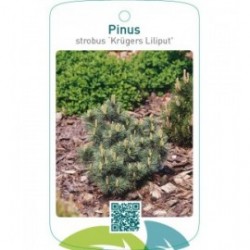 Pinus strobus ‘Krügers Liliput’