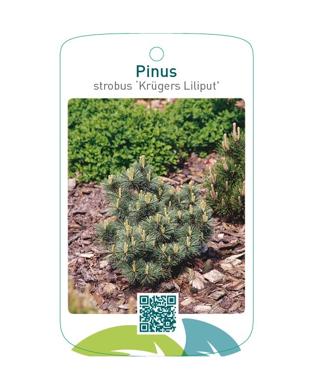 Pinus strobus ‘Krügers Liliput’