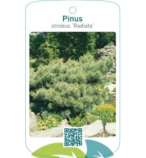 Pinus strobus ‘Radiata’