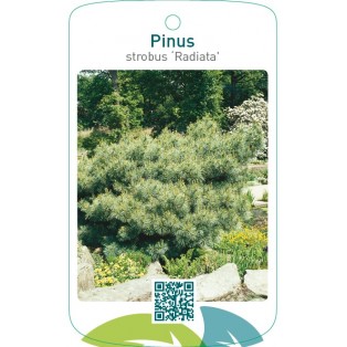Pinus strobus ‘Radiata’