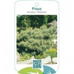 Pinus strobus ‘Radiata’