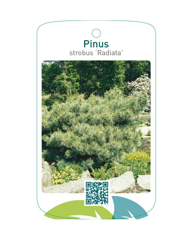 Pinus strobus ‘Radiata’