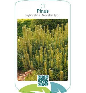 Pinus sylvestris ‘Norske Typ’