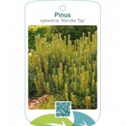 Pinus sylvestris ‘Norske Typ’