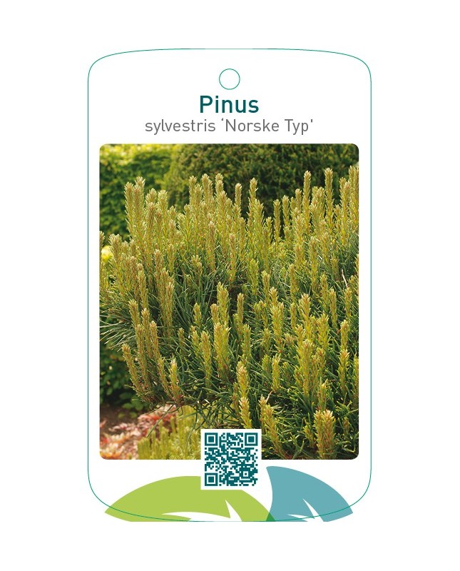 Pinus sylvestris ‘Norske Typ’