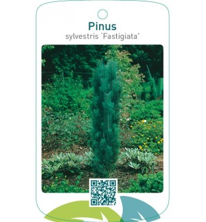 Pinus sylvestris ‘Fastigiata’