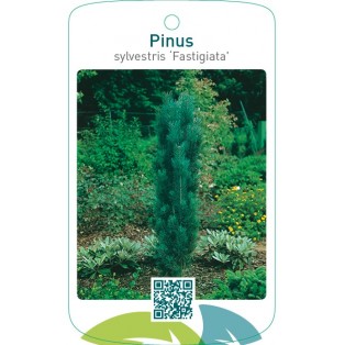 Pinus sylvestris ‘Fastigiata’