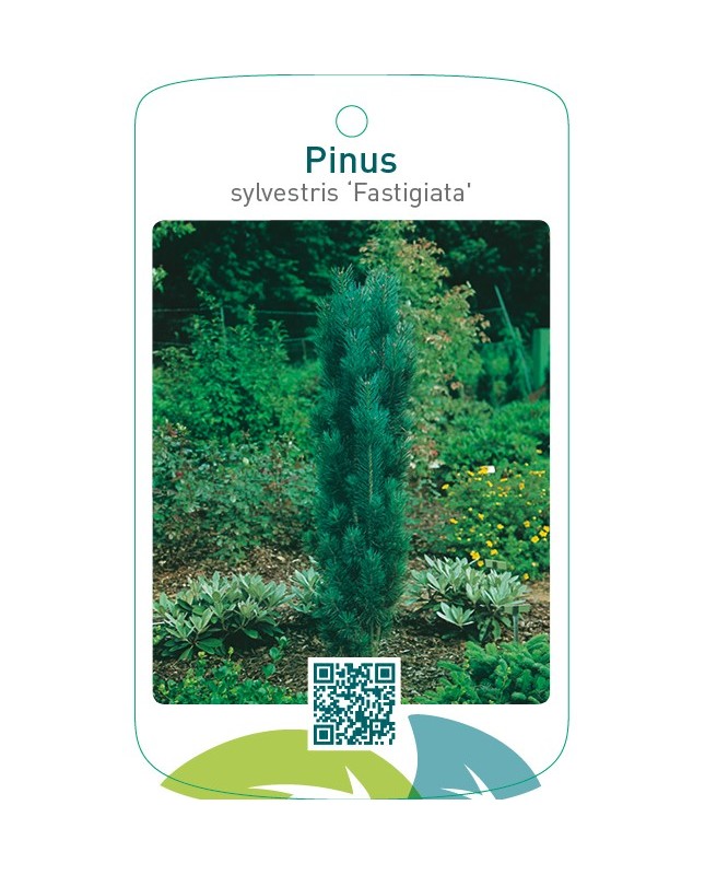 Pinus sylvestris ‘Fastigiata’