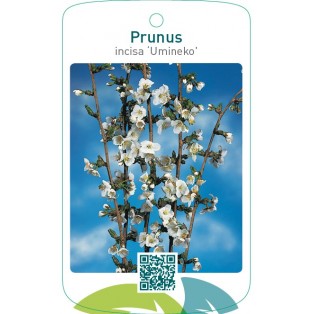 Prunus incisa ‘Umineko’