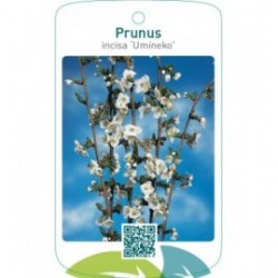 Prunus incisa ‘Umineko’