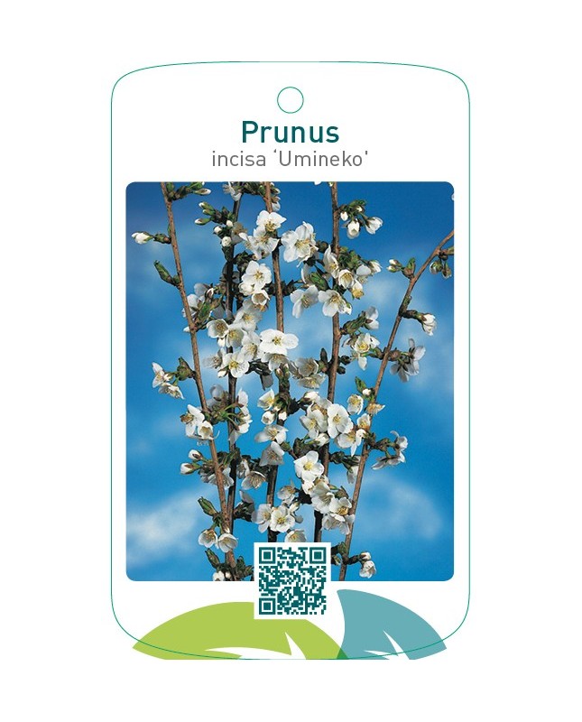 Prunus incisa ‘Umineko’
